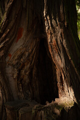 Close-up of a tree trunk's textured bark, revealing a hollowed-out section, with sunlight illuminating the details.