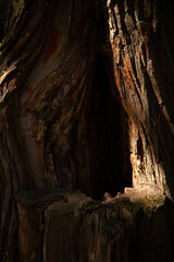Sunlight illuminates a hollow in an old tree trunk, revealing intricate textures and shadows.