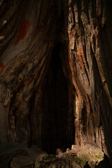 Close-up of a weathered tree trunk revealing a dark cavity.  The texture is rough and the wood shows signs of age and decay.