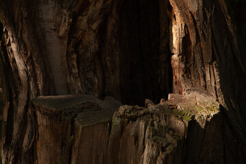 Sunlight streams through a hollowed-out tree trunk, illuminating the rough texture of the aged wood.