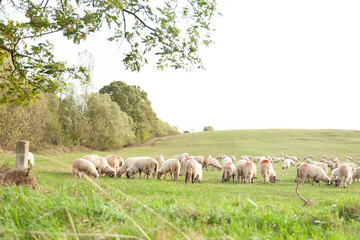 A flock of sheep grazes peacefully in a lush green pasture, under a partly cloudy sky. Tranquil rural scene.