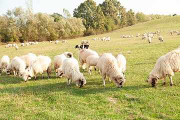 Fototapeta premium A flock of sheep grazing peacefully in a lush green pasture, under a clear sky. A tranquil rural scene.