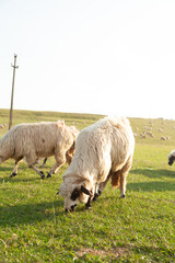 Sheep grazing peacefully in a sun-drenched pasture. Fluffy white sheep enjoying a summer day.