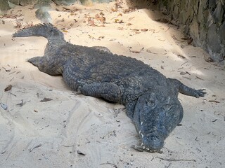 Nile Crocodile