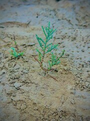 plant in the sand