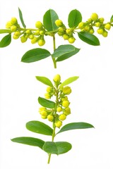 Obraz premium Yellow Flowering Branch with Buds and Green Leaves Isolated on White Background