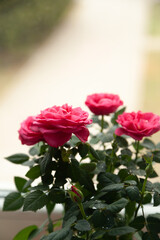 Three vibrant pink roses in full bloom, showcasing their delicate petals and lush green leaves. A symbol of love and beauty.