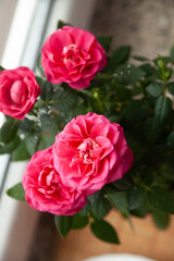 Vibrant pink roses in full bloom, a delightful display of nature's beauty.