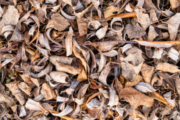Fallen dry leaves and thorny vines as a graphic background.