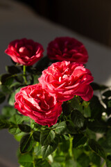 Close-up of vibrant red roses in full bloom, bathed in sunlight.  A stunning display of natural beauty.