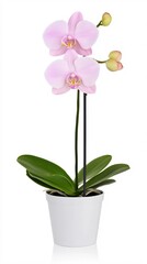 Elegant Pink Orchid Plant in White Pot with Green Leaves and Budding Flowers