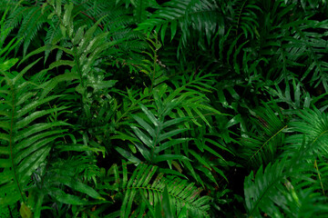 Ferns in the forest. Beautiful ferns leaves green foliage. Close up of beautiful growing ferns in the forest. Natural floral fern background in sunlight