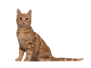 Adorable red European Shorthair cat kitten, sitting up side ways. Looking straight towards camera. Isolated cutout on a transparent background.