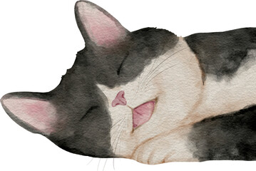 Watercolor Illustration of a Black and White Cat Sleeping Peacefully