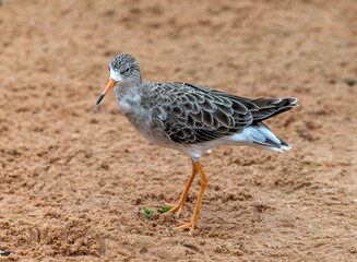 Ruff on the beach