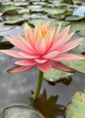 Nymphaea Colorado Water Lily Lotus