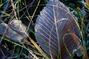 Close-up of a dry ash leaf covered with gentle ice crystals.