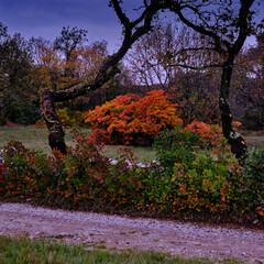 Beyond a country road, a red smoke tree emerges from the forest.