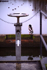 A duck at a city pond winter autumn tap
