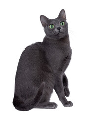 Adult Korat cat, sitting up side ways. Looking up and above camera with intens green eyes. Isolated cutout on a transparent background.
