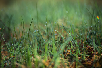Close up of dew covered grass blades in the morning sun