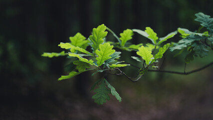Liście dębu na gałęzi skąpane w słońcu © ralfdud