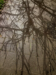 Intrigate trees shadows on pedestrians trail