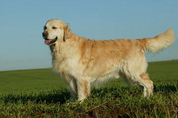 GOLDEN RETRIVIER