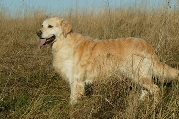 GOLDEN RETRIVIER