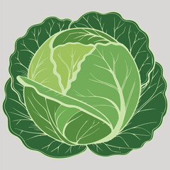 Fresh Cabbage Vector Art for Wholesome Food Projects
