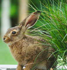 Hare in the Grass
