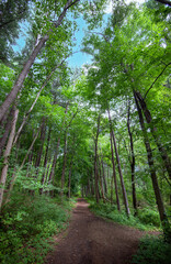 Under a canopy of tall trees, a path is sunlit, leading through the forest on a summer day on...