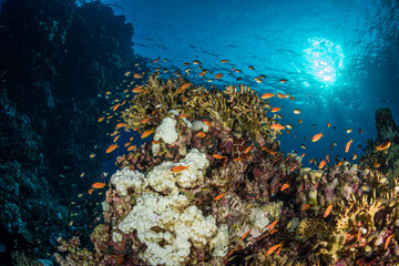 Anthias on the Umm Aruk divesite, Red Sea, Egypt