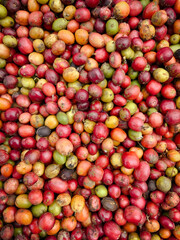 Red, yellow and green robusta coffee beans in Temanggung Indonesia