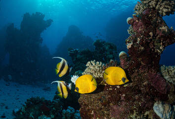 Masked Butterflyfish (Chaetodon semilarvatus) on the Umm Aruk divesite, Red Sea, Egypt
