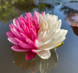 Nymphaea Jakkaphong Water Lily Lotus