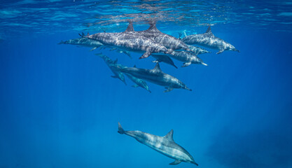 spinner dolphins (Stenella longirostris) in the Red Sea, Egypt