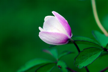 The wild plant wood anemone  (Anemonoides nemorosa or Anemone nemorosa) in flower