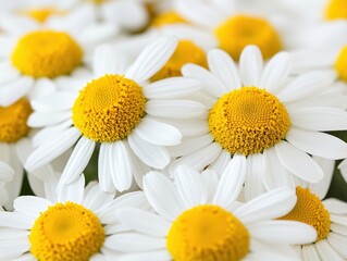 Obraz premium Close-Up View of Bright White Daisy Flowers with Yellow Centers in Natural Setting