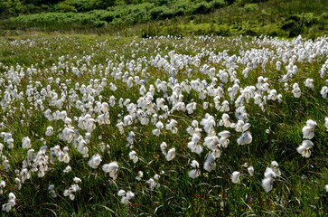 The common cottongrass (Eriophorum angustifolium) in a peat bog. Gorbeia or Gorbea Natural Park.