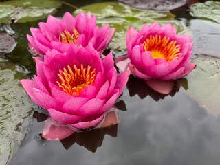 Nymphaea James Brydon Water Lily Lotus