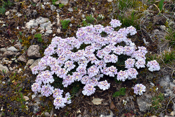 The lithophyte plant Iberis carnosa in flower on a loamy soil