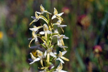 Wild lesser butterfly-orchid (Platanthera bifolia) in a meadow