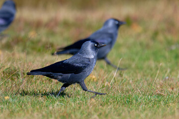 Obraz premium Dohlen im Herbst bei der Futtersuche 