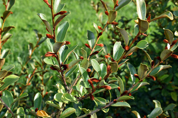 Unopened flower buds of Magnolia laevifolia Summer Snowflake
