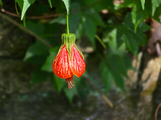 Beautiful Red Abutilon striatum Flower in Full Bloom. Striped Abutilon，Red-veined Abutilon，Chinese Lantern，Lanterna Chinesa.
