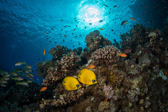 Masked Butterflyfish (Chaetodon semilarvatus) on the Abu Dhabab divesite, Red Sea, Egypt
