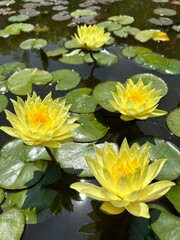 Nymphaea Joey Tomocik Water Lily Lotus