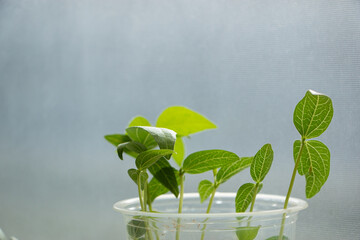 Young bean sprouts are growing in a plastic bottle with green leaves isolated white background