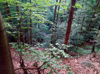 Forest slope with dense green foliage and tree trunks. Natural woodland landscape with undergrowth...